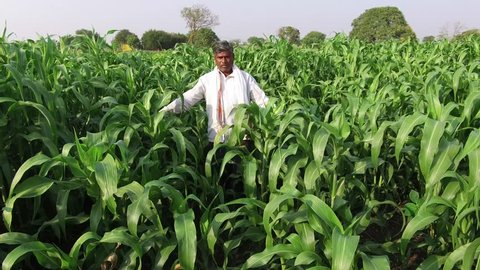 Farmer in sorghum crop field, rural village Chothewadi, Ambajogai, Beed, Maharashtra, India, South East Asia.