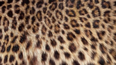 Beautiful leopard fur blowing on the wind, luxury abstract natural animation, close up macro shot of animal hair in slow motion.