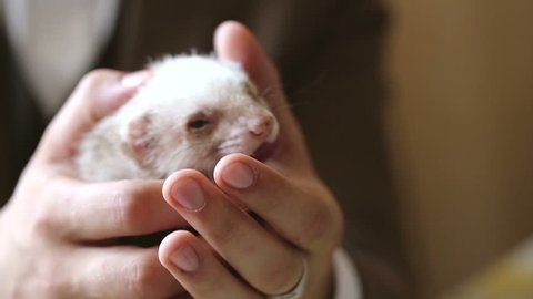 Ferret Pet Animal in the Mens Hands Closeup