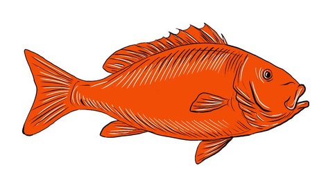 Drawing Sketch Style Illustration Australasian Snapper Stock Vector ...