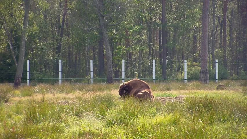European bison. (aurochs) (Bison bonasus)