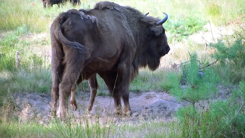 European bison. Baby (Bison bonasus). Bison.