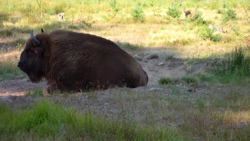 European bison. (aurochs) (Bison bonasus)