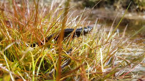 Alpine Newt salamander going in to pond at Peneda-Geres National Park Portugal
