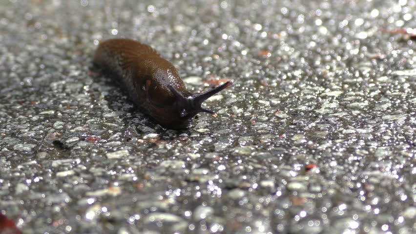 Sticky brown slug is crawling on the wet ground. High definition macro footage.