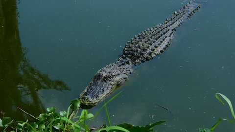 A full length American Alligator in the water. Camera handheld.