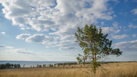 4K Time Lapse of  Lone standing pine tree foreground in focus of the afternoon. Fast-flying clouds and behind you see a rare forest and field. Shadows of the clouds sometimes close the tree 