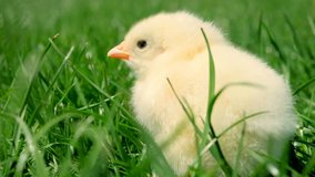 Small yellow chicken sitting in green grass and looking around. Close look to curious domestic chick bird. Slow motion video.