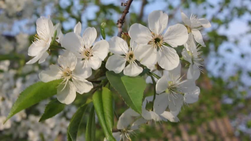 Flowers cherry.
The cherry flowering are always beautiful sight.
