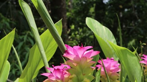 Siam tulip is a biennial plant rhizomes or turmeric hump in the ground. To stay in winter and summer. When the rainy season starts budding and flowering.
