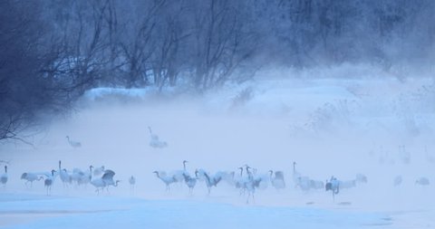 White bird Red-crowned crane, Grus japonensis, with snow storm and morning fog, Hokkaido, Japan birds. animals in the river. Snow winter with cranes in Japan, Asia with snow. Beautiful river landscape