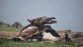 Golden Eagle Is eating a dead cow