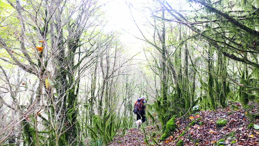 Backpacker walking through the wild forest