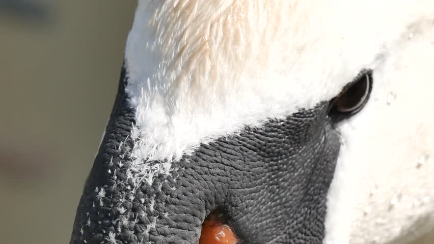 Detail of swan head