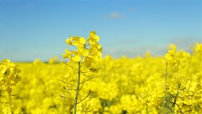 Pan video of a beautiful yellow flowering rapeseed field in Normandy, France. Country agricultural landscape on a sunny spring day. Environment friendly farming and industrial agriculture concept