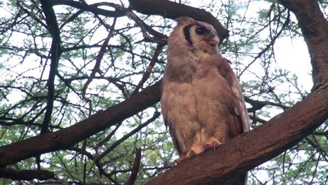 Verreaux's eagle-owl on a tree
Verreaux's eagle-owl standing on a tree

