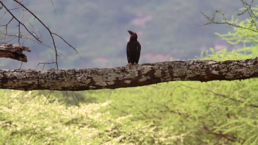 Crested eagle
crested eagleon standing on a tree
