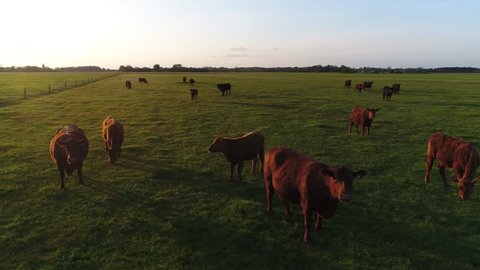 Aerial during sundown sunset Aberdeen Angus cattle cows standing next to each other looking at camera aerial view circling wildlife in natural environment low sun on pasture meadow rural landscape 4k