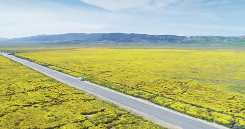 Aerial of spring wildflowers in the desert at the superbloom. Tourists stopping on the desert road to take photos. Carrizo Plain National Monument, California