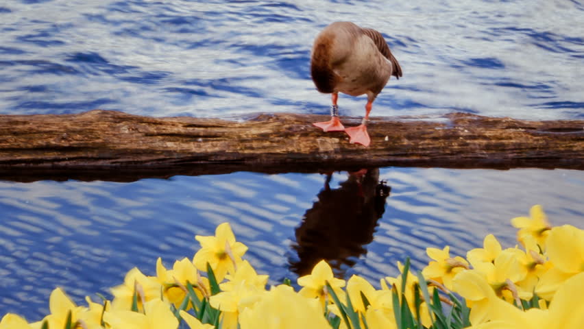 Goose cleaning feather, fast time lapse shot