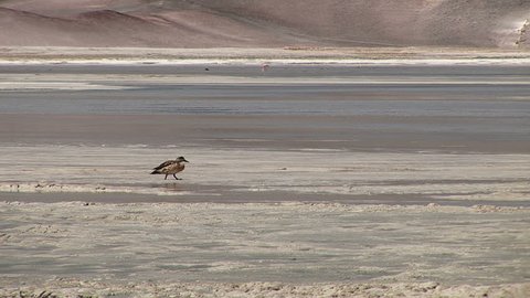 Duck in the lake in Atacama Desert, Chile
