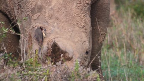 Close shot White rhino from Kenya