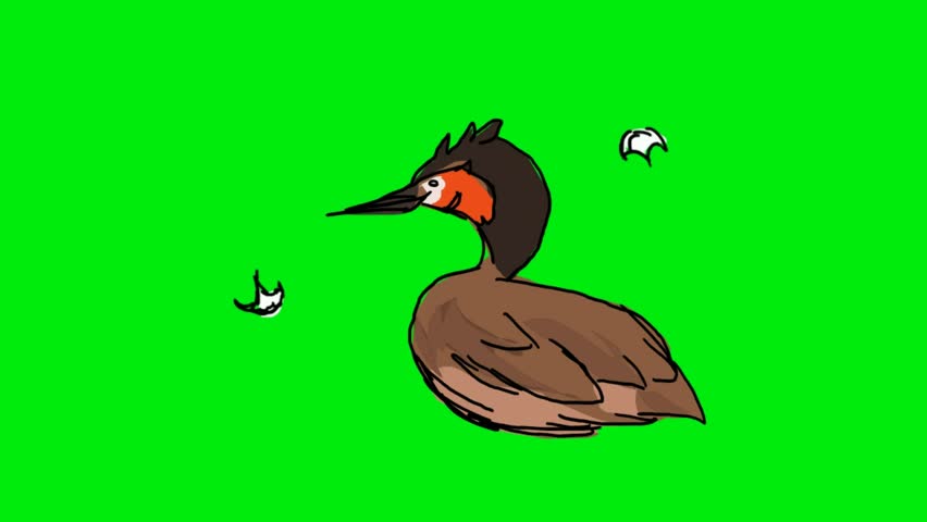 birds on a green screen