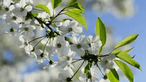 Blooming branch of the cherry with lens flare is swaying on blue sky background in the spring