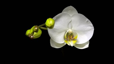 White phalaenopsis orchid flowers blossom opening slowly on black background.