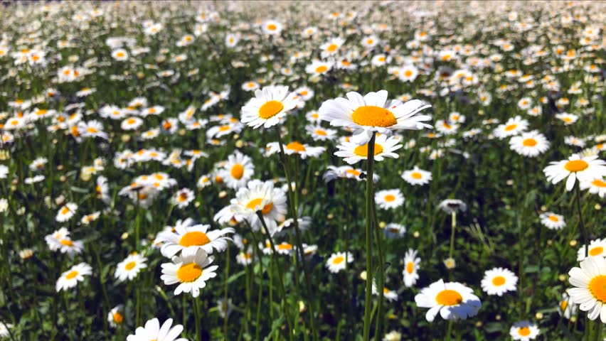 Daisy Field With Some Flowers Stock Footage Video 100 Royalty Free 26360366 Shutterstock