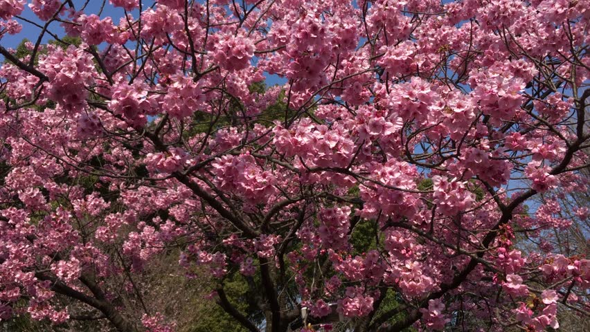 Pink Cherry Blossom Sakura in spring  seasonn with wind blow on Sunny Day in Tokyo, Japan 