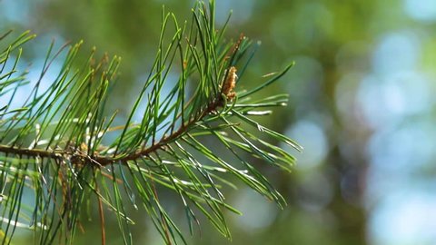 Closeup of spring fresh branch of pine tree isolated over blurry pine wood and blue sky background. Beautiful fresh green nature background. Real time full hd video footage.