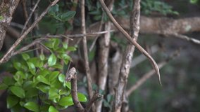 Solitary specimen of Green Bee Eater. with his black mask and curving beak. landing on a branch in Sri Lanka. FullHD video
