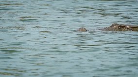 Solitary mugger crocodile. drifting slowly along the surface of a lake inside Yala National Park in Sri Lanka. 1920x1080 stock footage