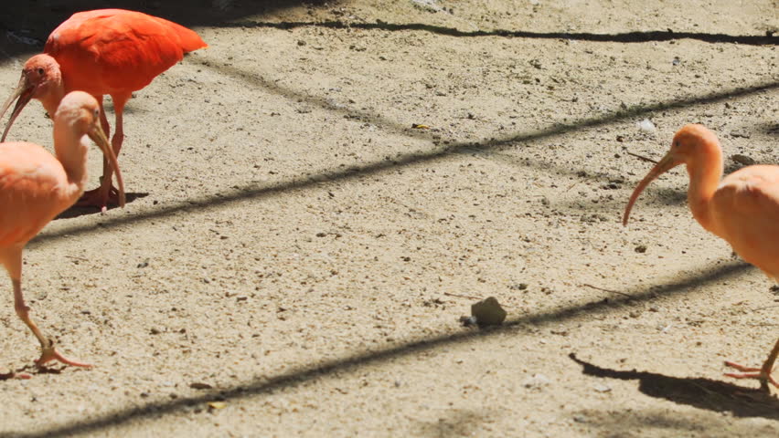 Scarlet ibises. with their distinctively bold plumage. strutting in the sand in their habitat enclosure at a public zoo. FullHD footage