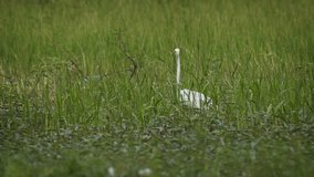 White Heron. with it's typical long neck and beak. standing in the aquatic grasses of a swamp in Sri Lanka. FullHD video