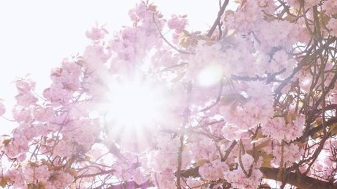 Cinematic beautiful sakura in bloom - fresh cherry blossoms in Japan - beautiful nature scene with blooming tree and sun flare