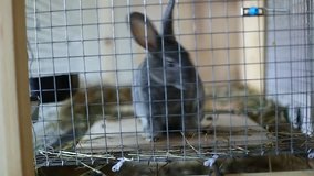 Video rabbit breed gray chinchilla in a cage on the farm