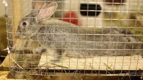 Video little gray rabbit breed of gray chinchilla 