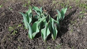 Video of many young tulip plants with buds on the lawn in early spring