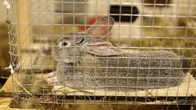 Video rabbit breed gray chinchilla in a cage on the farm