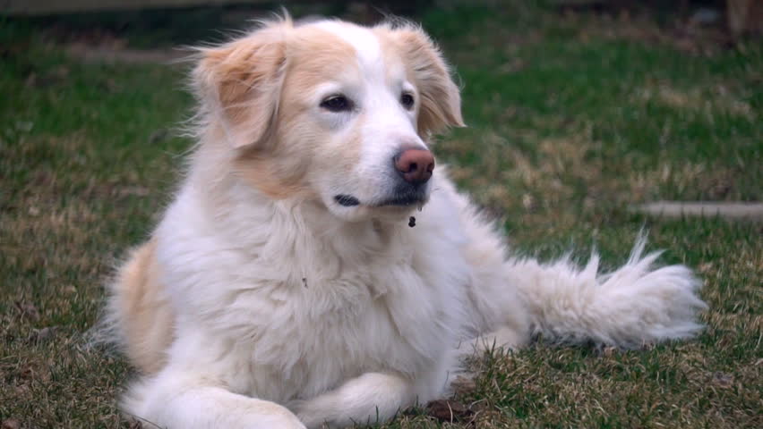 Collie pyrenees store