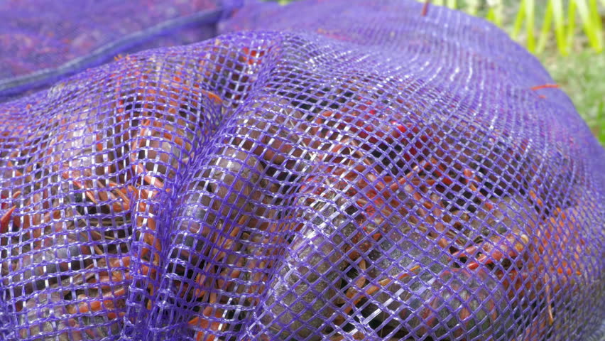 Freshly caught craw fish swim in a bucket of water in preparation for a low country crayfish boil. The shellfish are traditionally cooked at backyard social gatherings in spring in Louisiana.