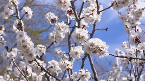 A flowering apricot tree. Insects pollinate the flowers. Footage clip 4K, UHD, Ultra HD