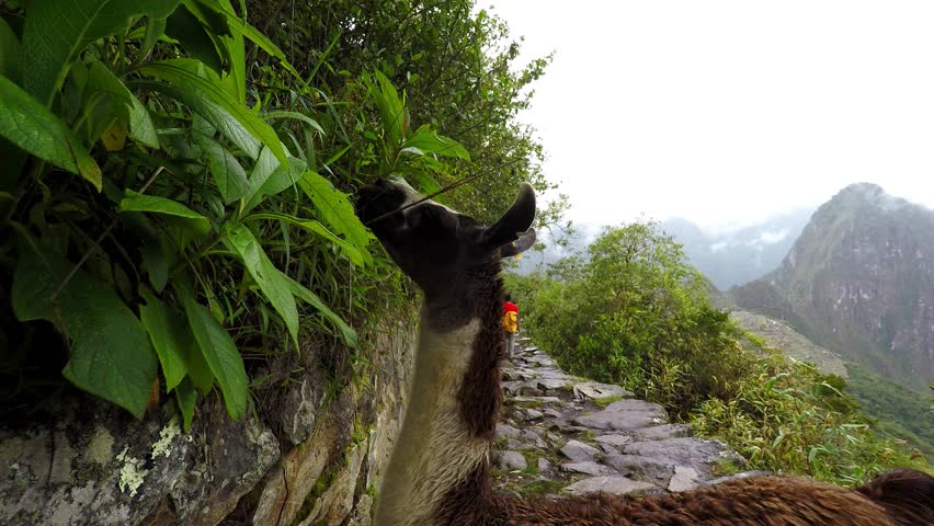 One of a few dozen service llamas that trim the vegetation in Machu Picchu, Cusco, Peru, a UNESCO site.