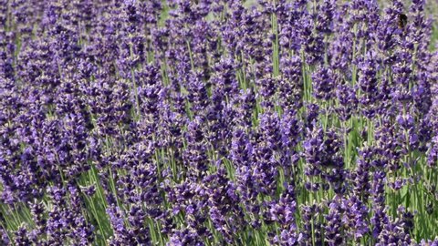 close up Lavender flowers blooming. Purple field flowers background. 