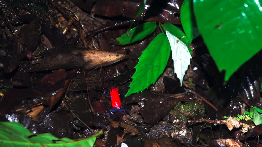 Blue jeans red frog hunting with tongue out, flat color version available