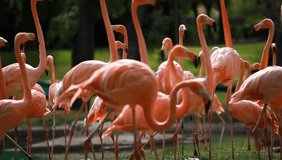 Group of American Flamingo, green nature background.