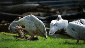 White pelican (Pelecanus onocrotalus) standing on grass