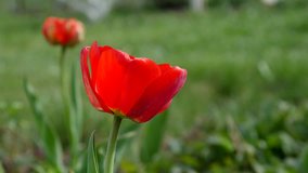 Red tulip in the field. 4k UltraHD video footage